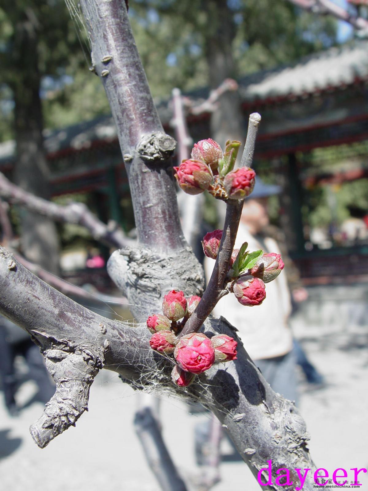 梅花花蕾