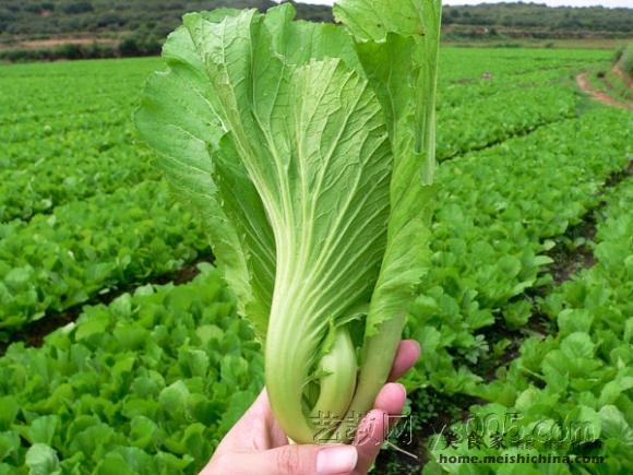 用婆婆自己做的"四川泡酸青菜"做一道超级下饭菜【泡菜芋儿鱼头