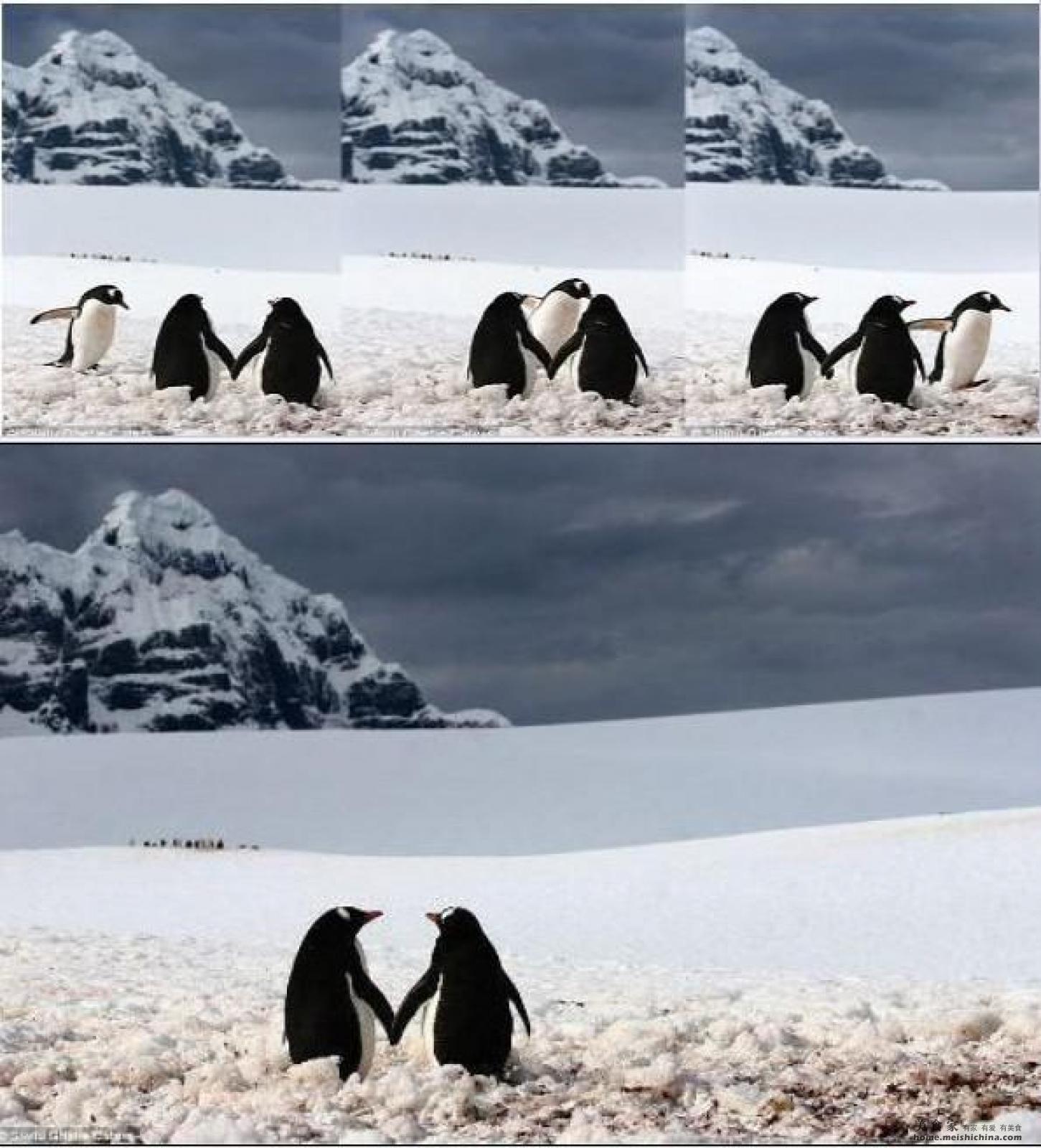 两只巴布亚企鹅，黑色和灰色照片摄影图片_ID:313840245-Veer图库