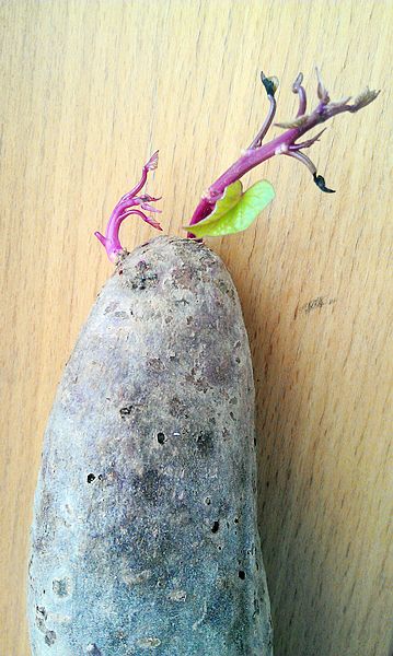 紫薯发芽 - 20120526 - 相册 - Hammer5 - 美食