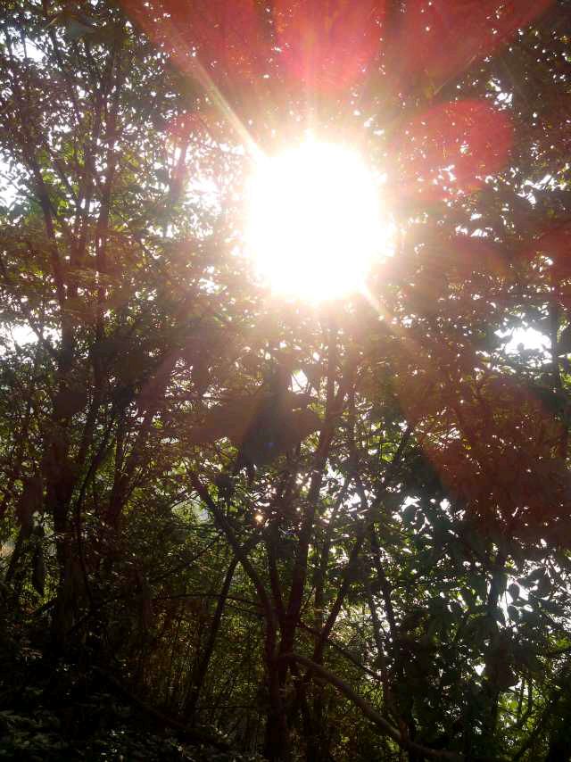 未加修饰,盛夏清晨的日光让自然那么美!