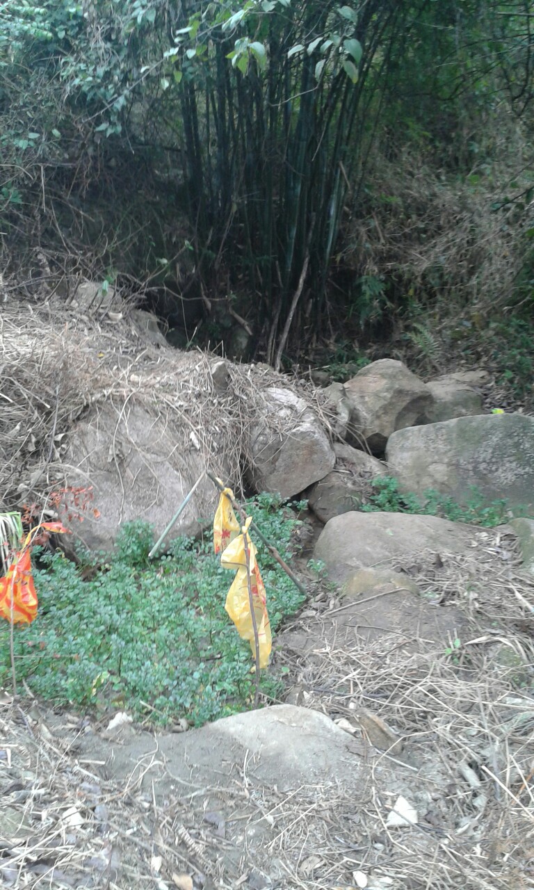 这是我在山里种的西洋菜,每天都是山泉水浸着