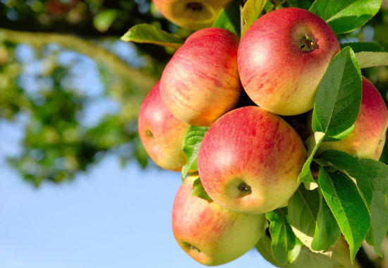为你介绍秋里蒙苹果营养与选购,以及秋里蒙苹果的0种做法 手机上查看