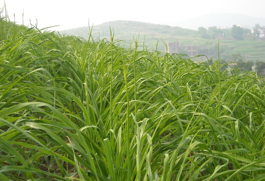 黄花菜生长过程