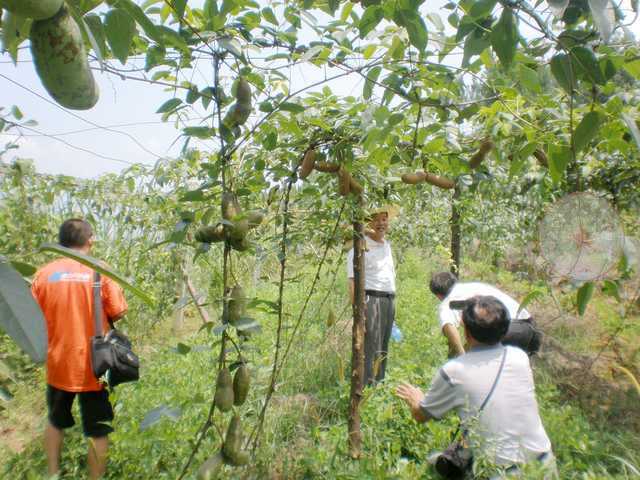 仿野生栽培的八月瓜园,八月瓜园仿原生态养草免耕技术