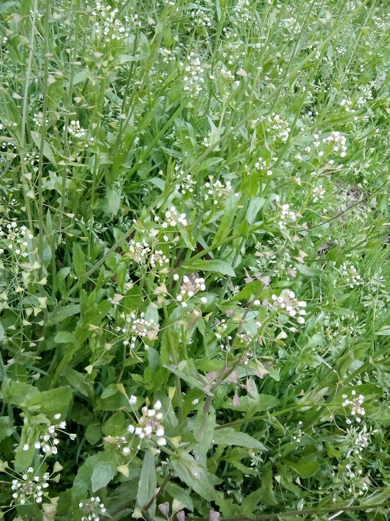 荠菜花开素雅之美