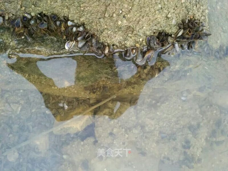 在南水湖捡山坑螺,看到好多附在石头或岸边的小贝类