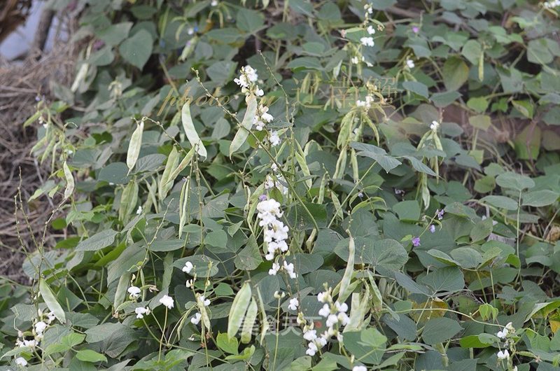 眉豆,我们当地叫茶豆,春种秋收,叶儿茂盛,花儿妖娆,豆荚_辽南蟹的笔记