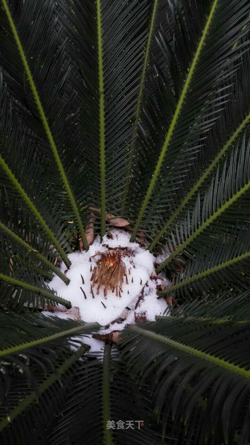 今天微信朋友圈和广州新闻最热话题广州下雪