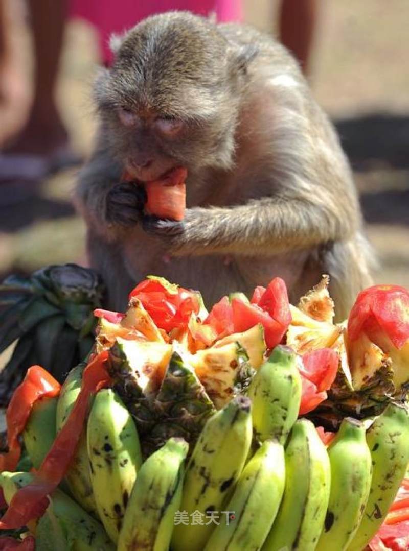 萌死了,可爱的小猴子吃起来比人还会吃