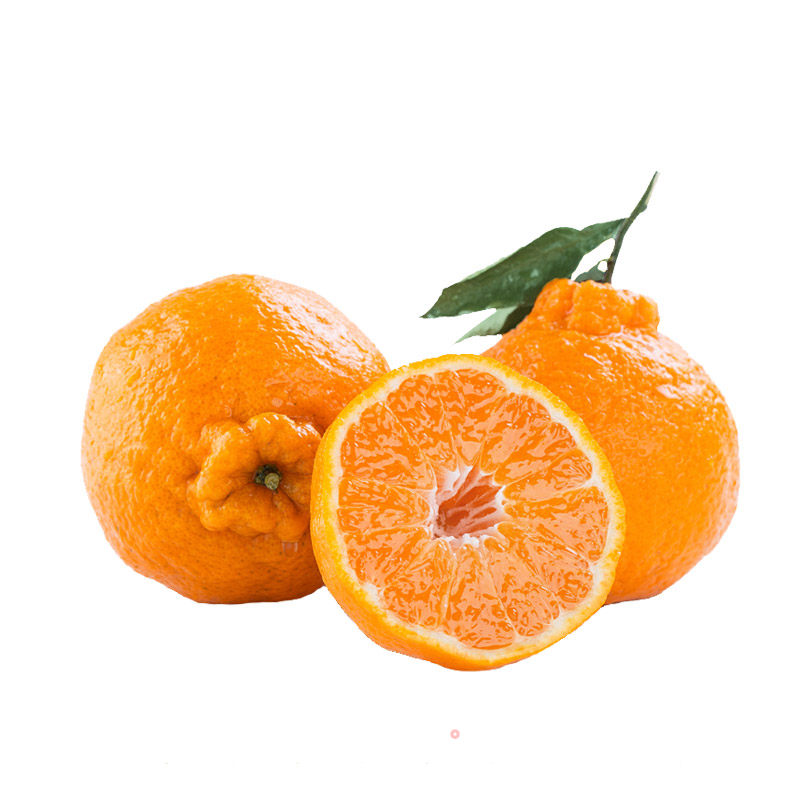 青青农客之丑橘