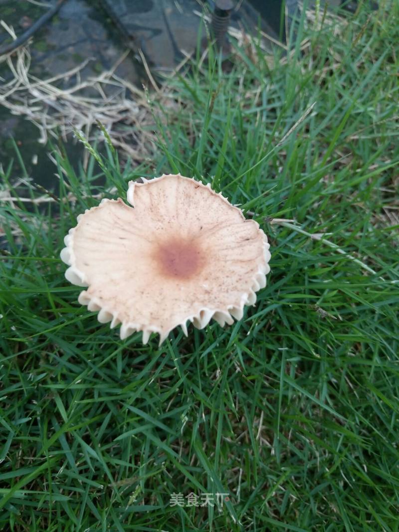 雨后的公园到处都是蘑菇.各种形状各种大小,甚是可爱.