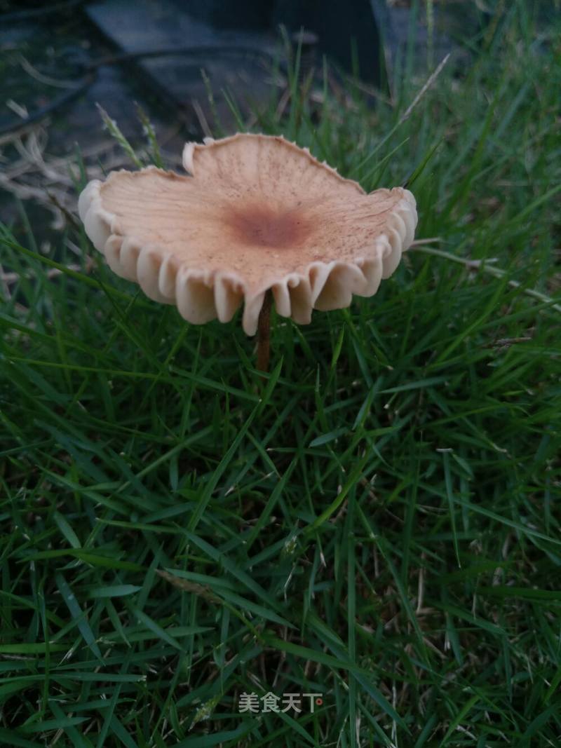 雨后的公园到处都是蘑菇.各种形状各种大小,甚是可爱.