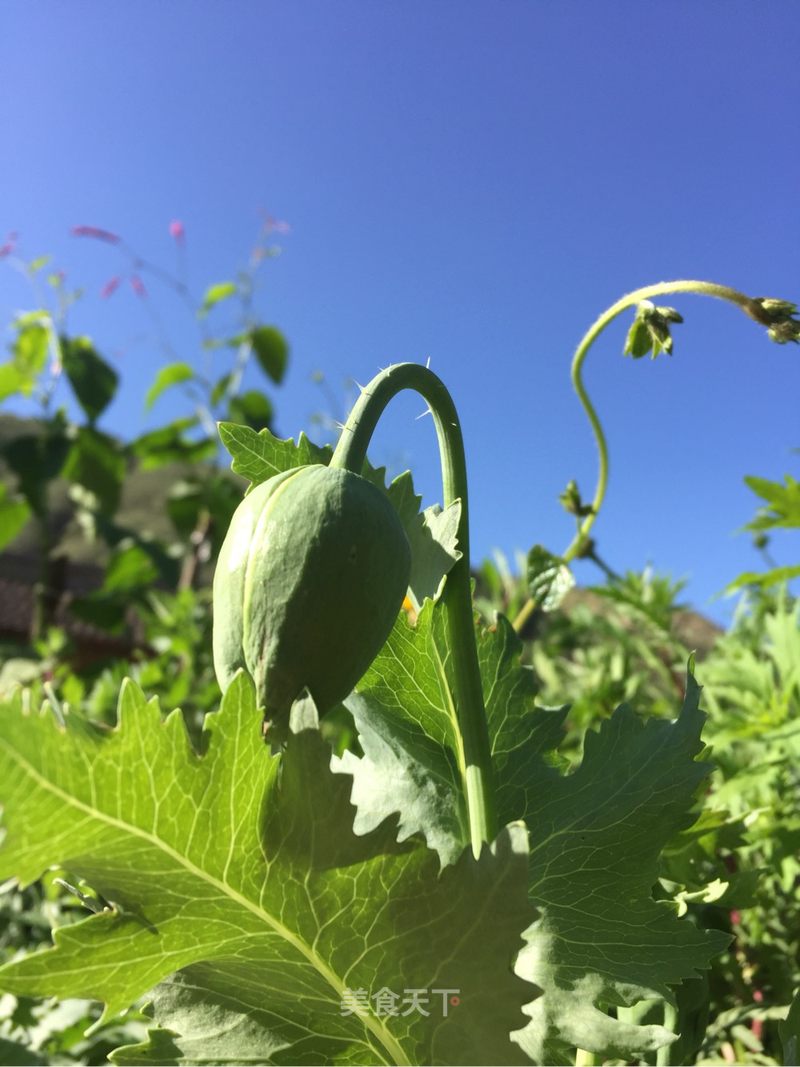 花花世界#好漂亮_王彩芬_akbusd的笔记_美食天下