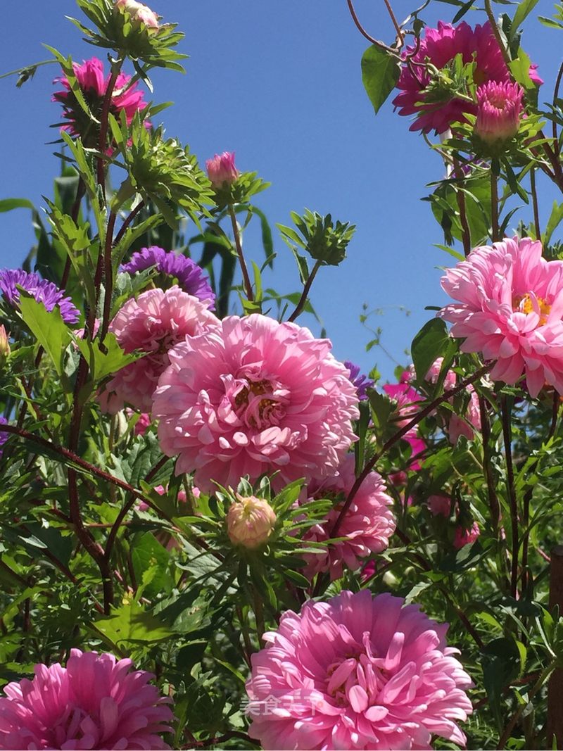 花花#_王彩芬_akbusd的笔记_美食天下