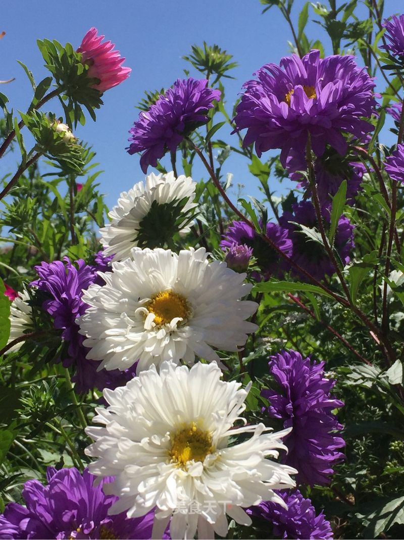 花花#_王彩芬_akbusd的笔记_美食天下