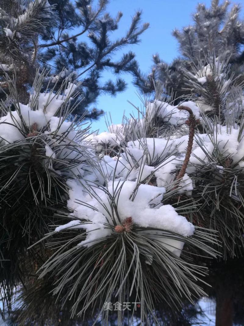 青松傲雪