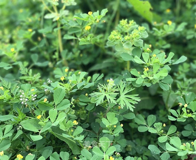 周末~乡间的小河边,坡的苜蓿草都开花