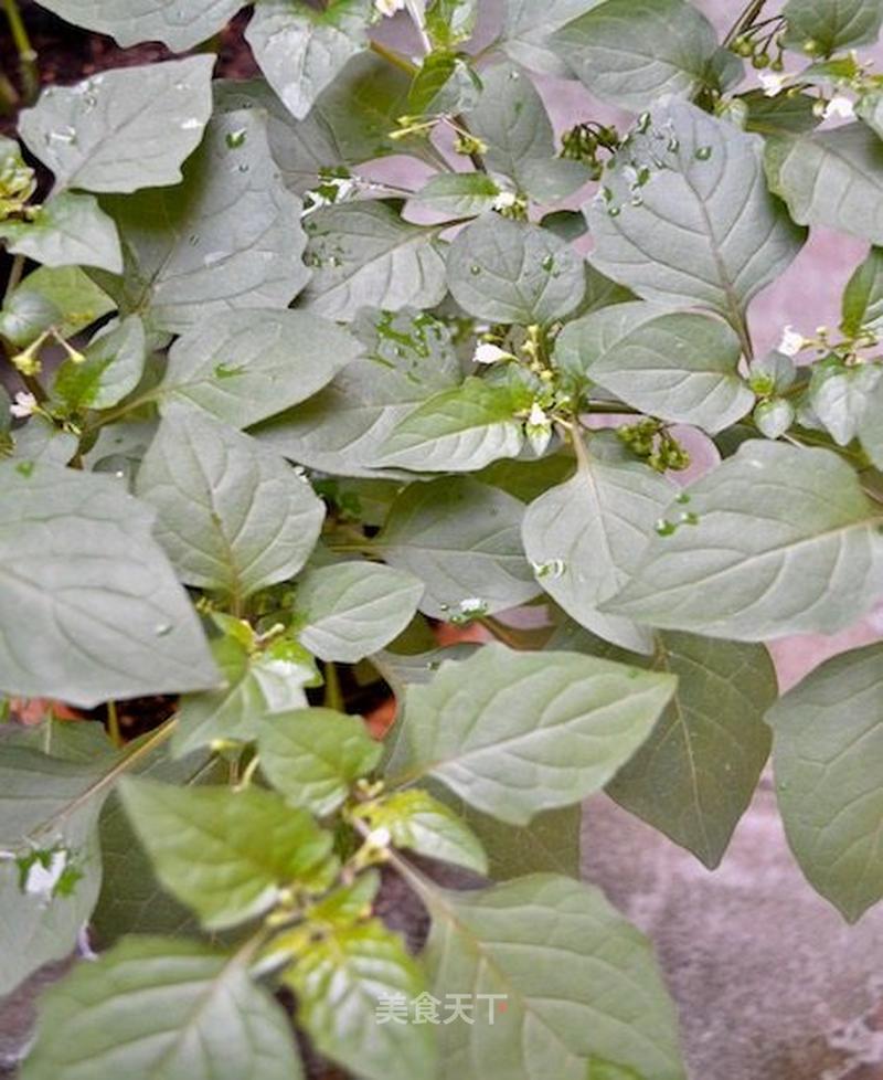 cocolc的私菜食谱经ーー2018年初冬庭院里的龙葵