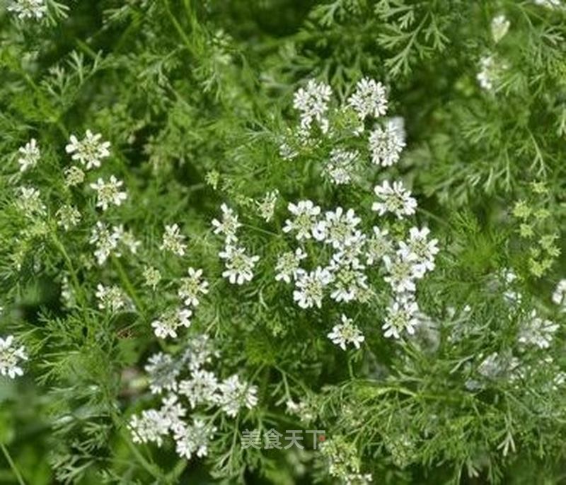 好雨知时节当春乃发生随风潜入夜润物细无声香菜开花也很美