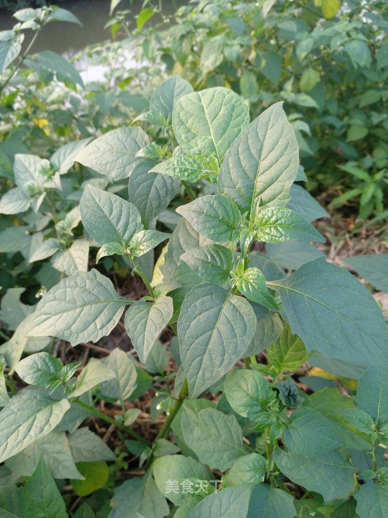 野菜白花菜