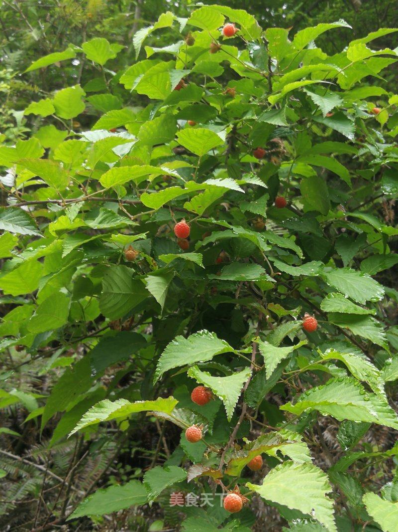 野草莓的春天