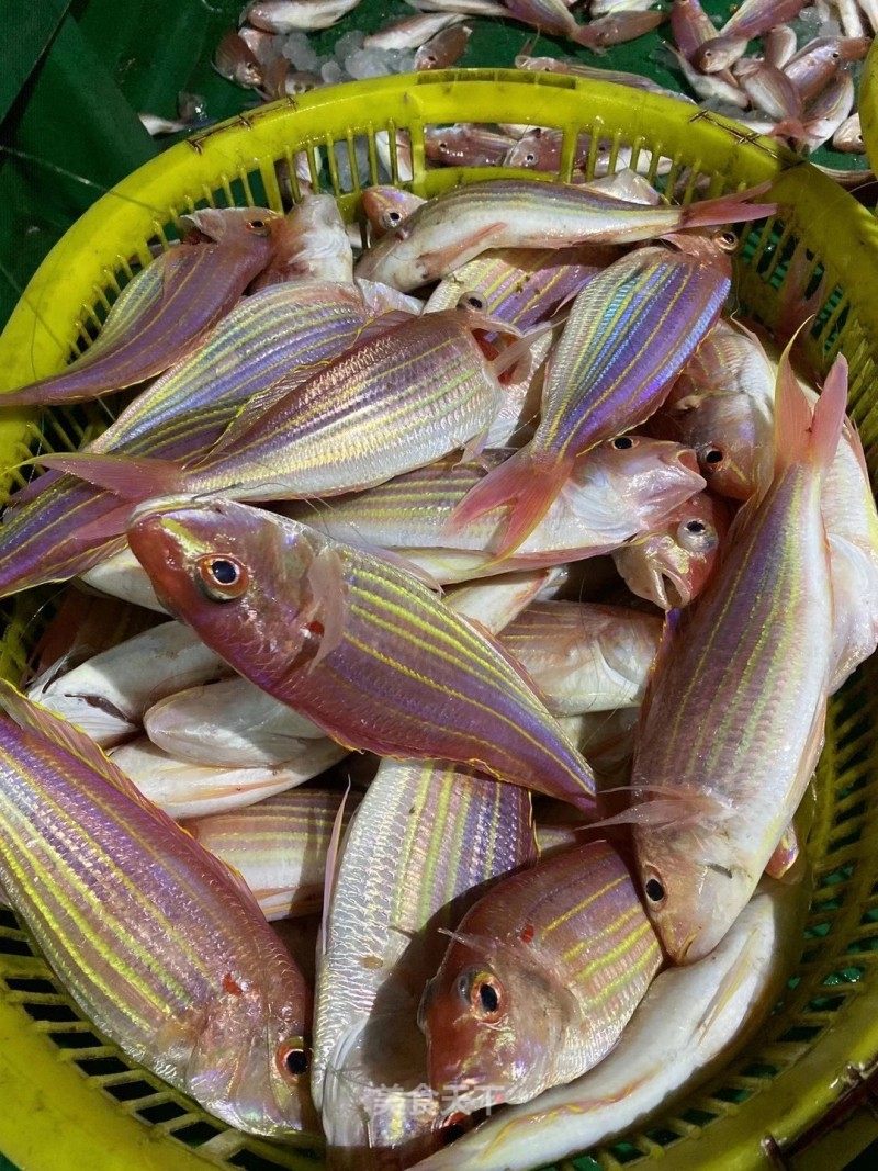 海钓金线鱼红杉鱼肉鲜香滑嫩适合虚弱的人食用|东山岛海鲜