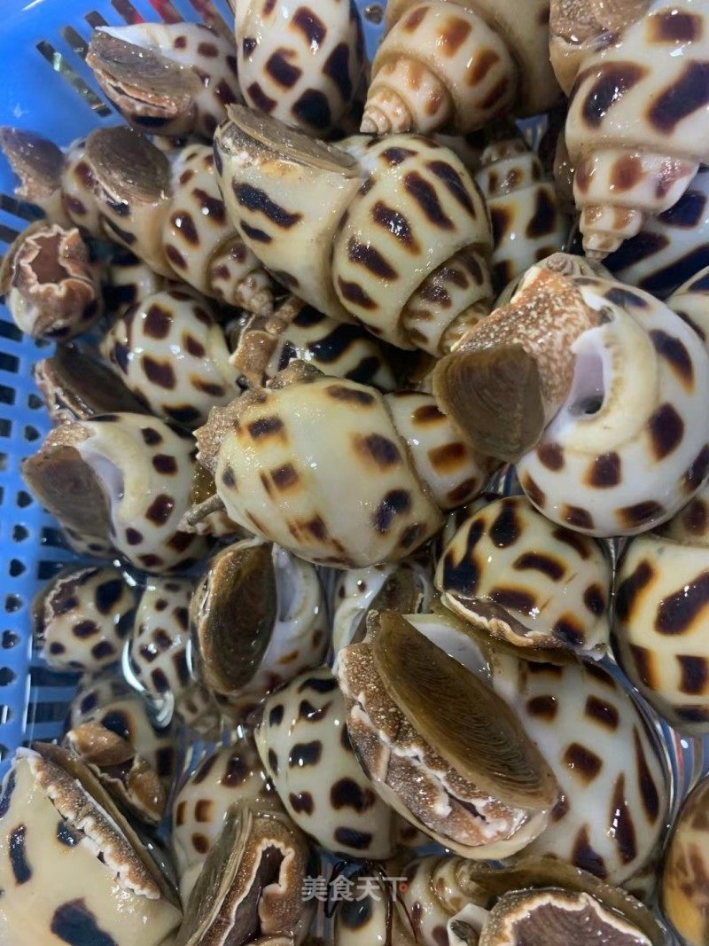 野生大花螺,大香螺,永远忘不了的味道 , 那么的美 那么的好吃,东山岛
