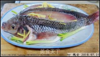 粤菜——清蒸（福寿）鱼的做法步骤：4