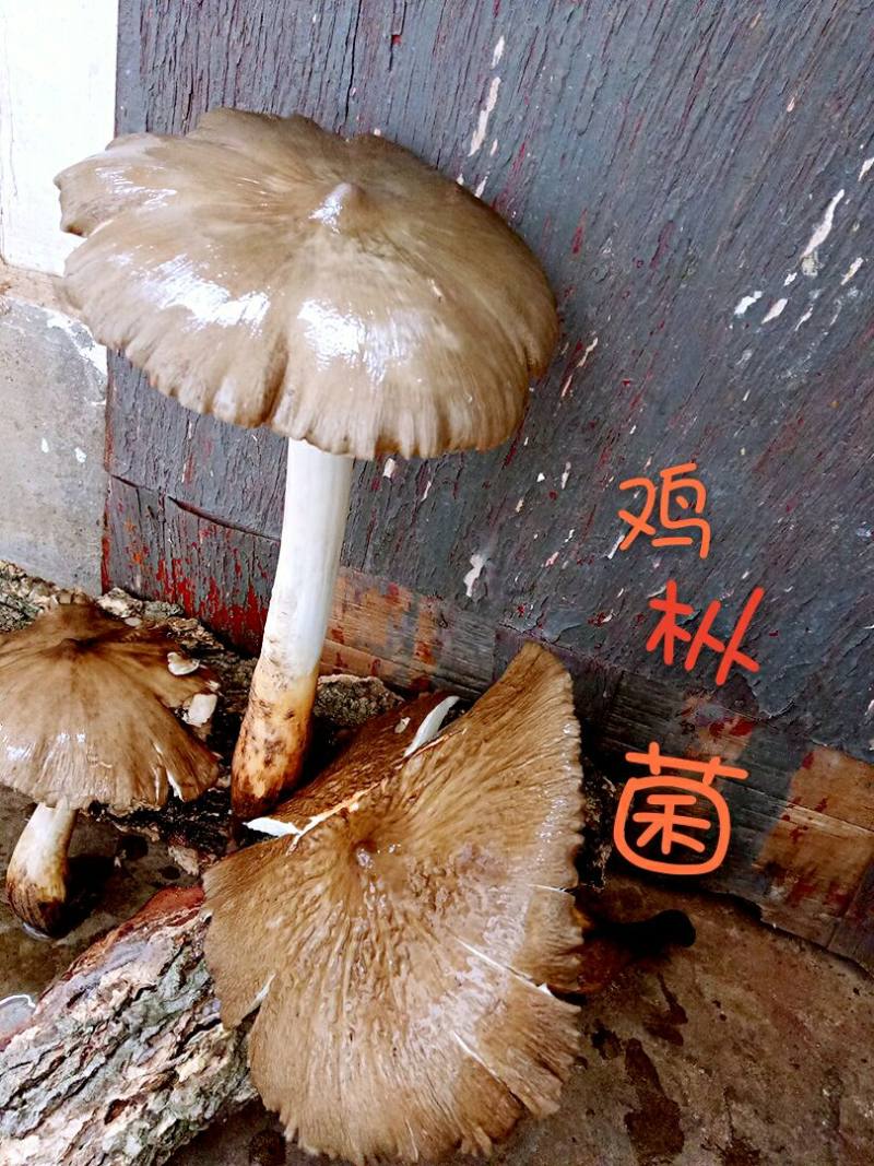 野生菌汤的做法步骤：2