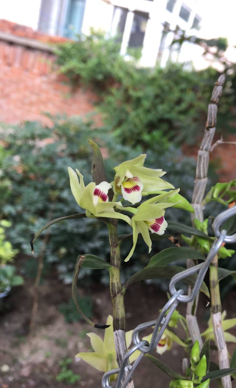 “凉拌菜”石斛花拌基围虾的做法步骤：1