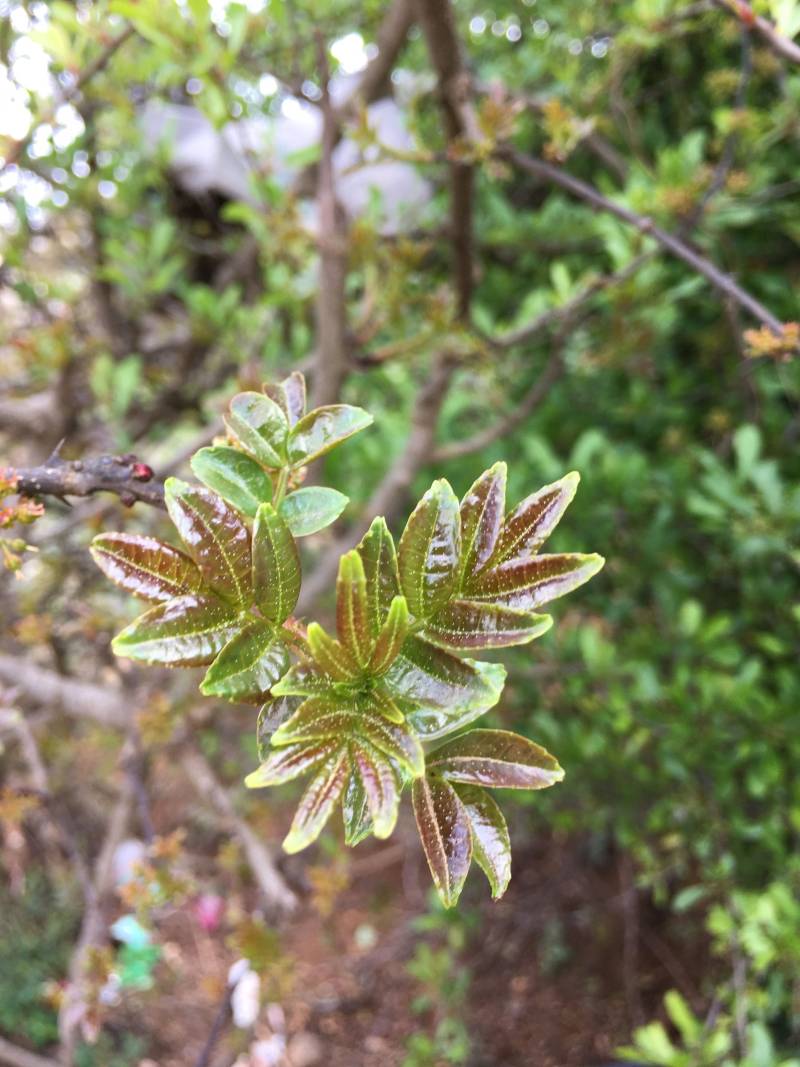 花椒芽炒牛肉的做法步骤：15