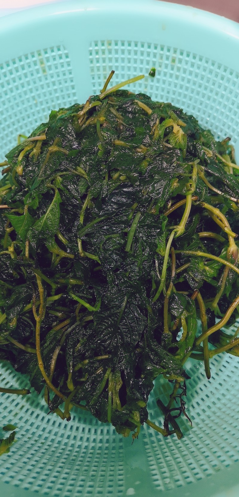 自制凉粉草的做法步骤：3