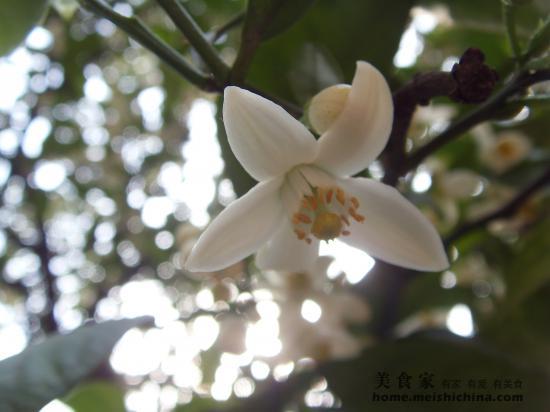 自制柑橘花茶 自制柑橘花茶 0 日志 美食天下