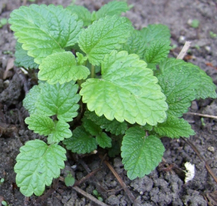 西式香料之 香蜂草 日志 美食天下