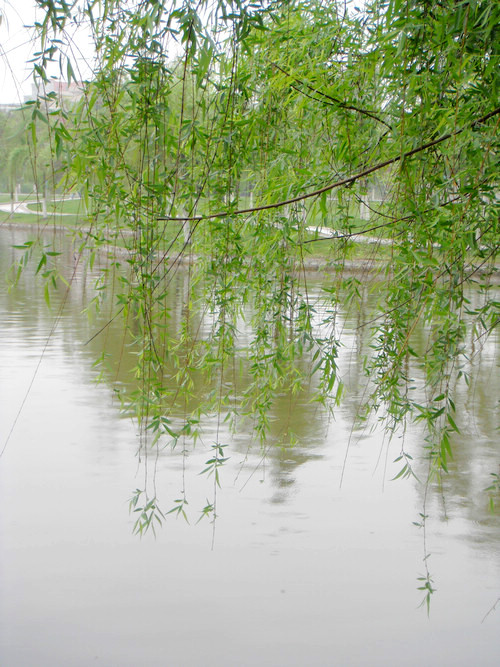 春天的故事煙雨朦朧四月天春暖花開滿人間