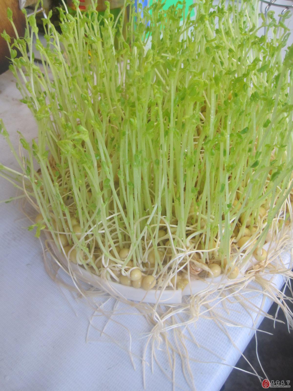 原创 豆芽机长出豌豆苗 日志 美食天下