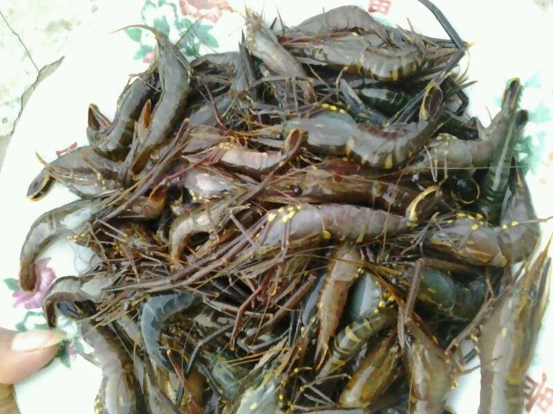 山沟野虾,生的时候很丑,熟了很美味!