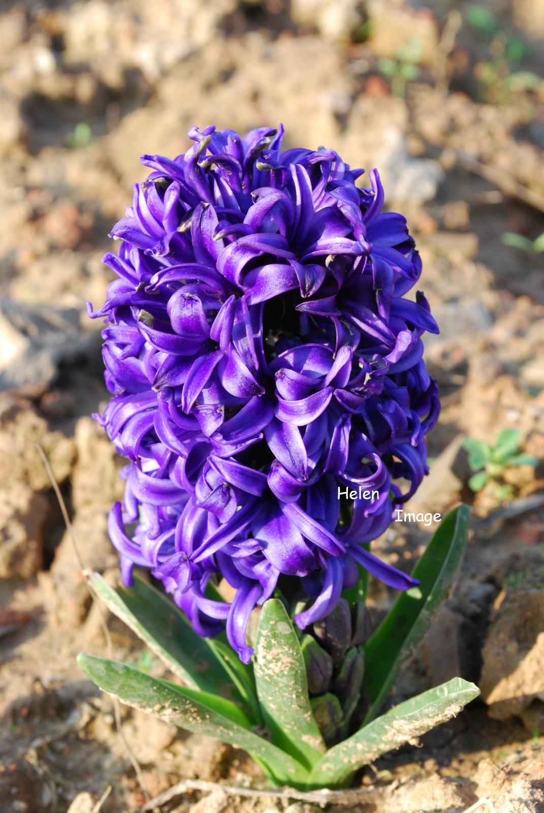 风信子花语是什么(风信子的花语是什么含义)