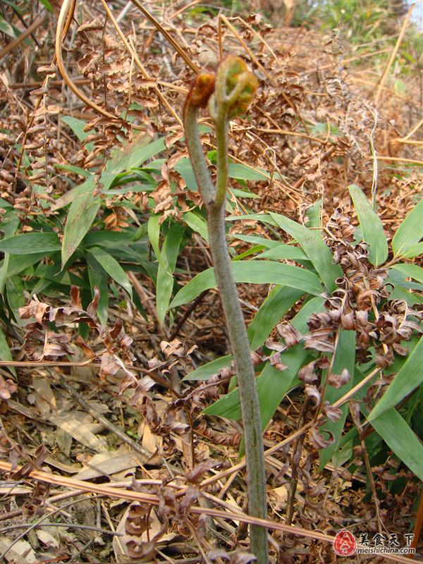 一起采蕨菜吧 日志 美食天下