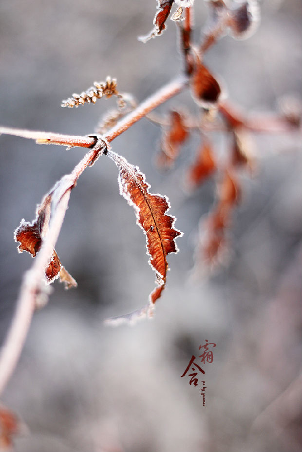 冬~含霜