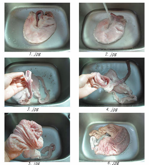 猪肚结构分布图图片