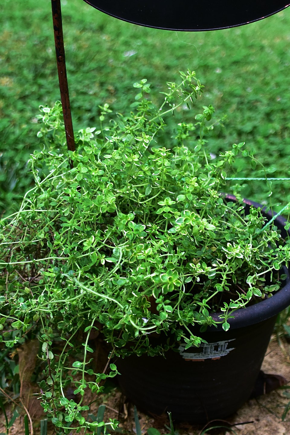 家里种的香草 家里种的香草herbs 日志 美食天下