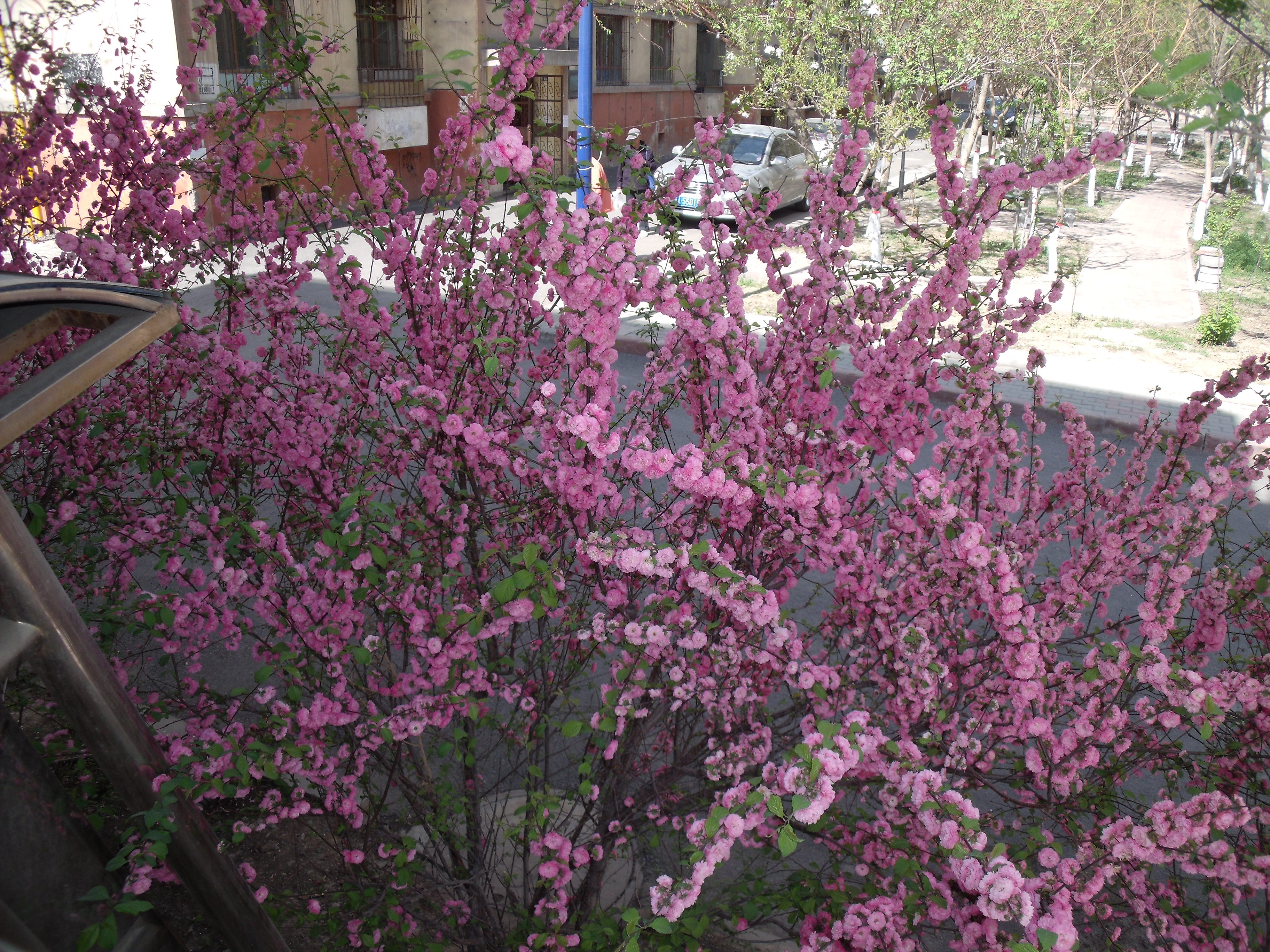 春天什么花开了(一年四季都盛开的花是什么花?)