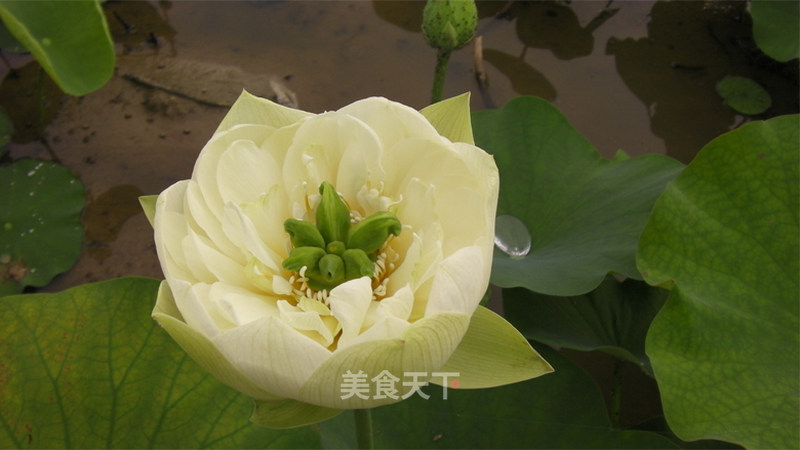 白莲花01 广昌品诺的笔记 美食天下