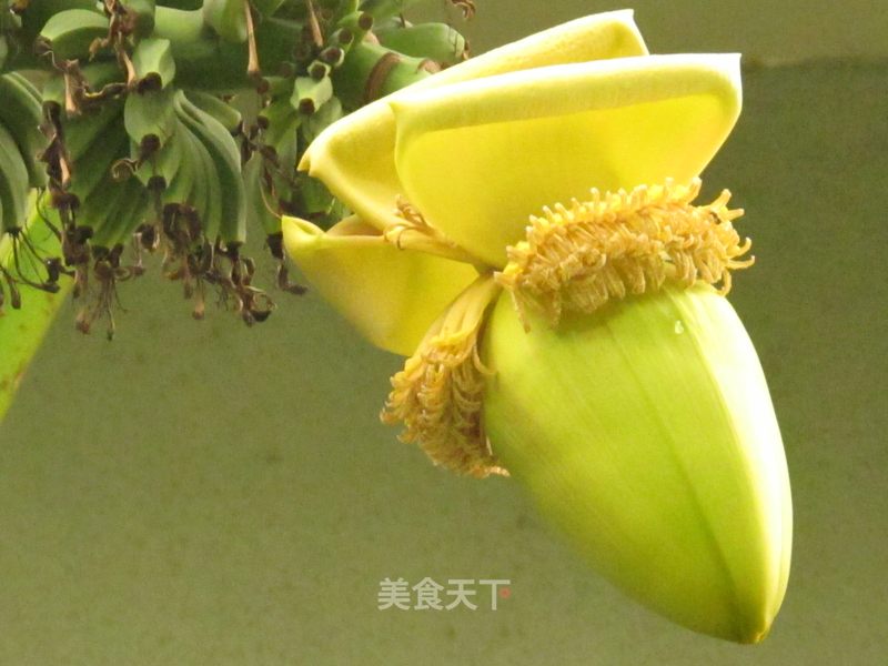 芭蕉花 小菜一碟的家的笔记 美食天下