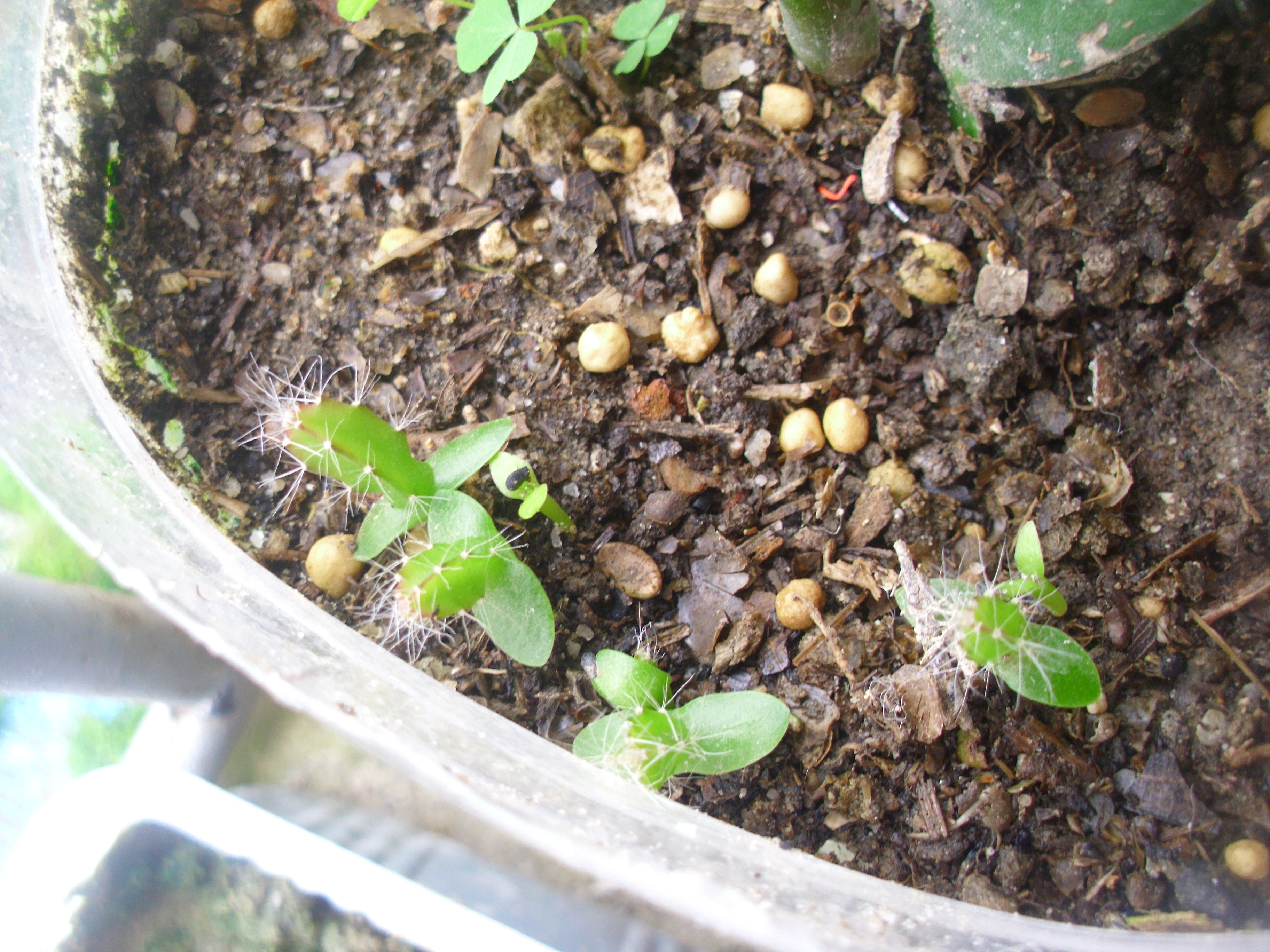 火龙果芽,用火龙果种子种的,刚发芽不久的样子