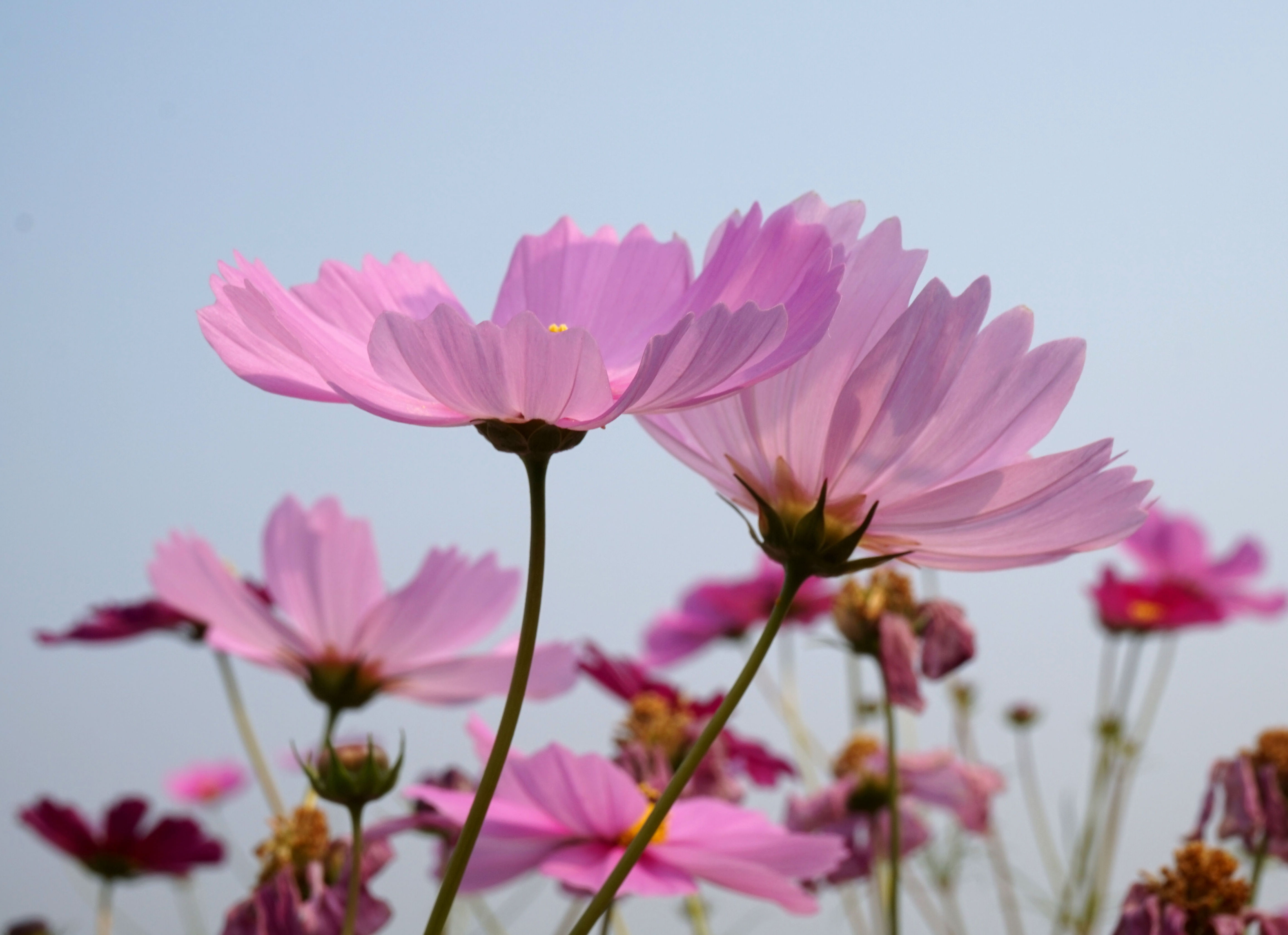 格桑花的寓意和花语(白色格桑花的寓意和花语)