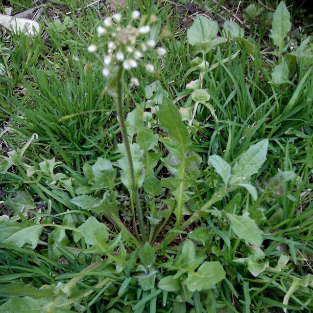 野芥菜 开花图片