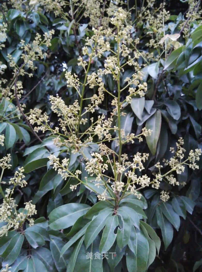 荔枝樹開花了花香籠罩著這個風景秀麗的小山城